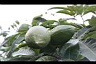 馬拉巴栗-實08.JPG