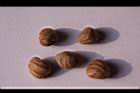 馬拉巴栗-種子36.JPG
