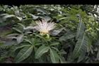 馬拉巴栗-花19.JPG