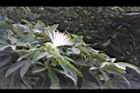 馬拉巴栗-花23.JPG