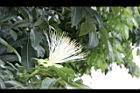 馬拉巴栗-花24.JPG