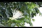 馬拉巴栗-花25.JPG