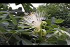 馬拉巴栗-花29.JPG