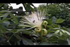 馬拉巴栗-花31.JPG