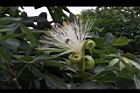 馬拉巴栗-花32.JPG
