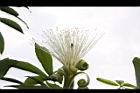 馬拉巴栗-花35.JPG