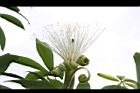 馬拉巴栗-花36.JPG