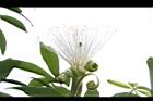 馬拉巴栗-花37.JPG