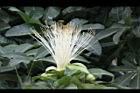 馬拉巴栗-花52.JPG