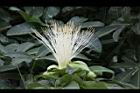 馬拉巴栗-花53.JPG