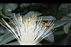 馬拉巴栗-花55.JPG