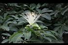 馬拉巴栗-花58.JPG