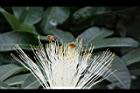馬拉巴栗-花61.JPG