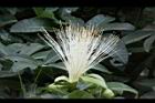馬拉巴栗-花65.JPG