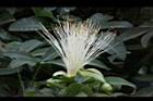 馬拉巴栗-花66.JPG