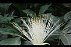 馬拉巴栗-花70.JPG