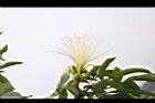 馬拉巴栗-花74.JPG