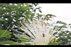 馬拉巴栗-花82.JPG