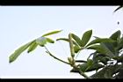 馬拉巴栗-花苞07.JPG