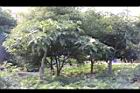 馬拉巴栗03.JPG