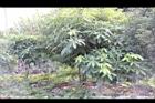 馬拉巴栗06.JPG