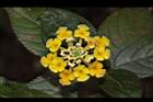 馬櫻丹-花090.JPG