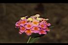 馬櫻丹-花161.JPG
