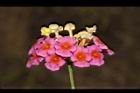 馬櫻丹-花198.JPG
