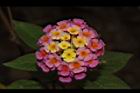 馬櫻丹-花202.JPG