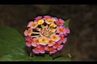 馬櫻丹-花205.JPG