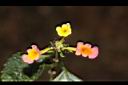 馬櫻丹-花225.JPG