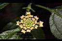 馬櫻丹-花苞22.JPG