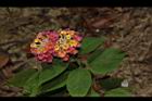 馬櫻丹-花007.JPG