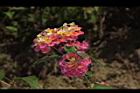 馬櫻丹-花009.JPG