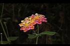 馬櫻丹-花012.JPG