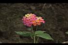 馬櫻丹-花015.JPG