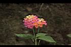 馬櫻丹-花016.JPG