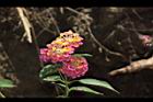 馬櫻丹-花020.JPG