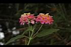 馬櫻丹-花022.JPG