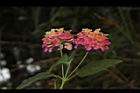 馬櫻丹-花023.JPG