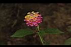 馬櫻丹-花025.JPG