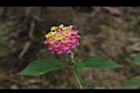 馬櫻丹-花026.JPG