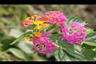 馬櫻丹-花029.JPG