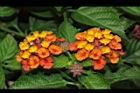馬櫻丹-花034.JPG