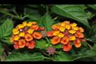 馬櫻丹-花036.JPG