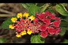馬櫻丹-花038.JPG