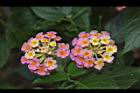 馬櫻丹-花051.JPG