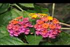 馬櫻丹-花053.JPG