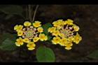 馬櫻丹-花057.JPG