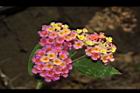 馬櫻丹-花062.JPG